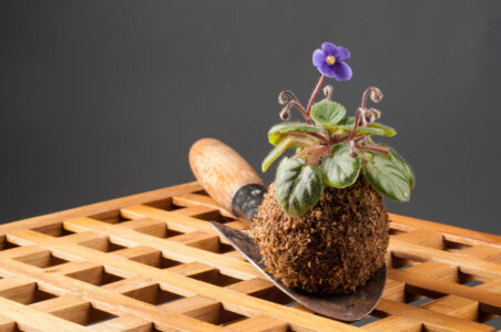 Kokedama Care Image